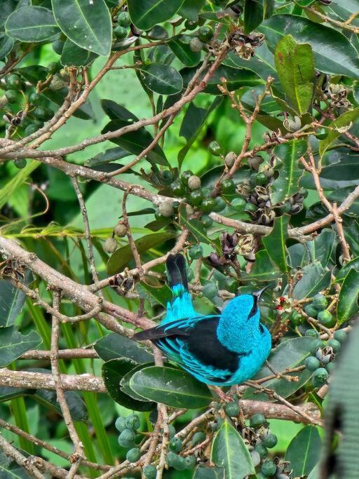 فندق Nosso Mar Florianópolis المظهر الخارجي الصورة